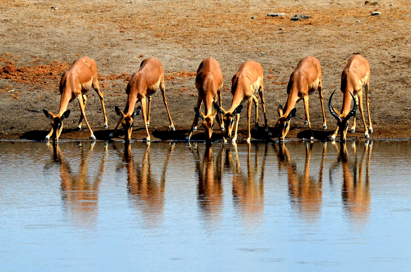 Impalas am Wasserloch