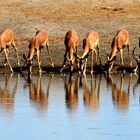 Impalas am Wasserloch