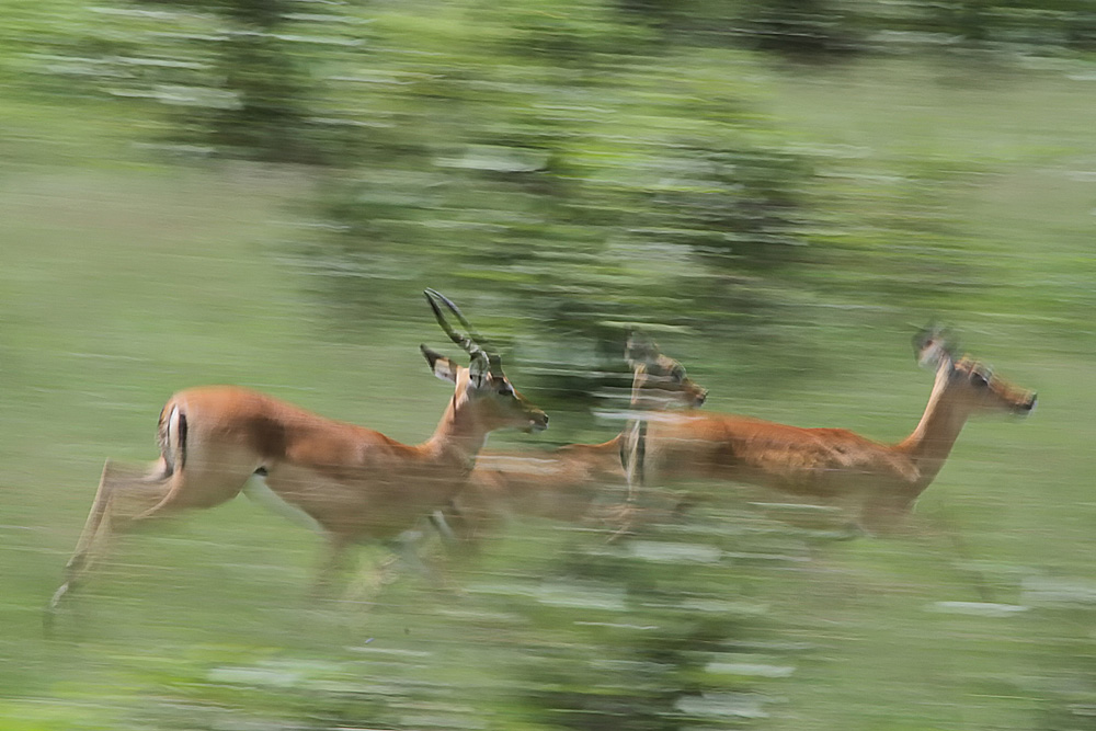Impalas auf der Flucht