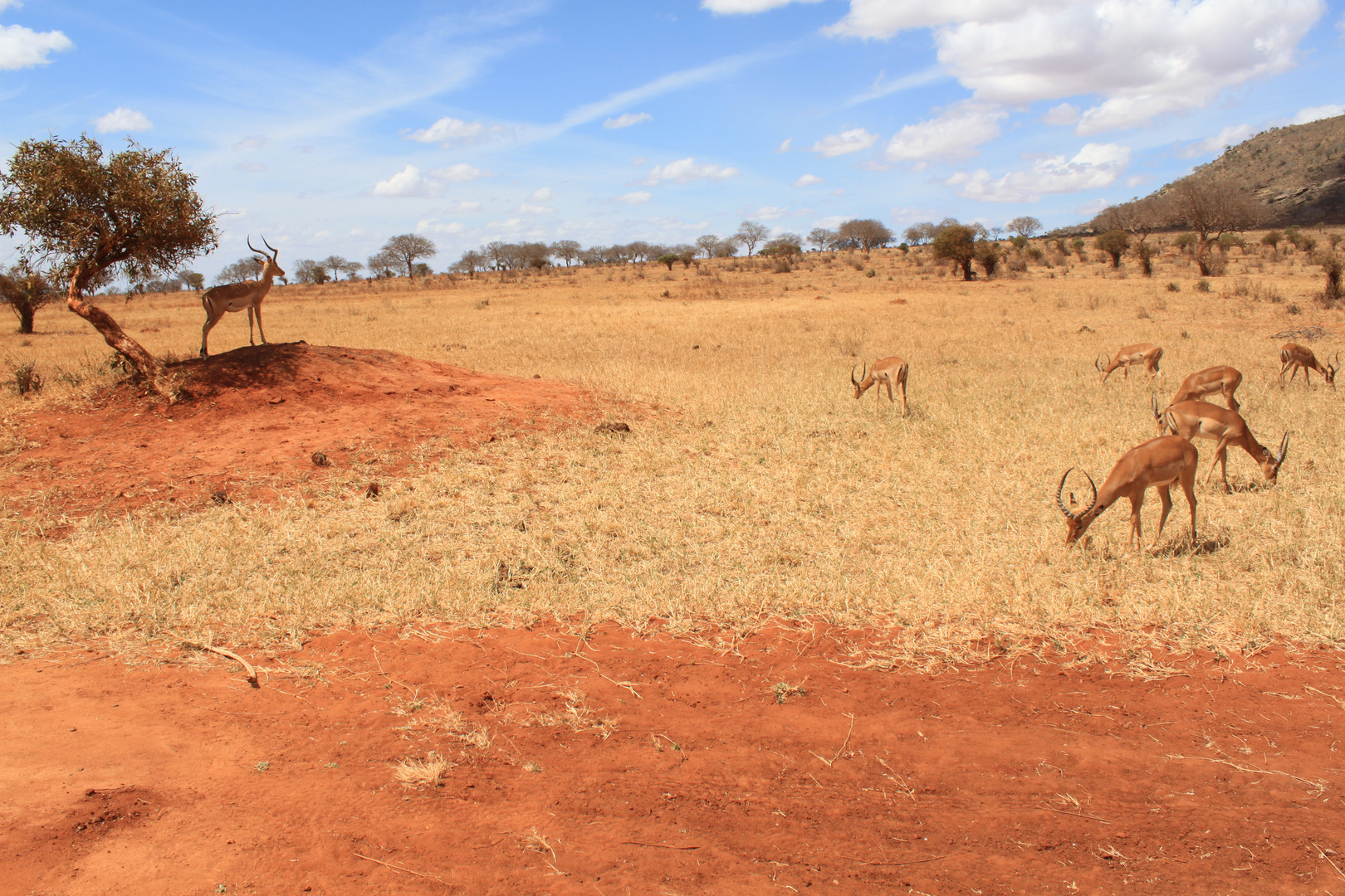 Impalas auf der Hut