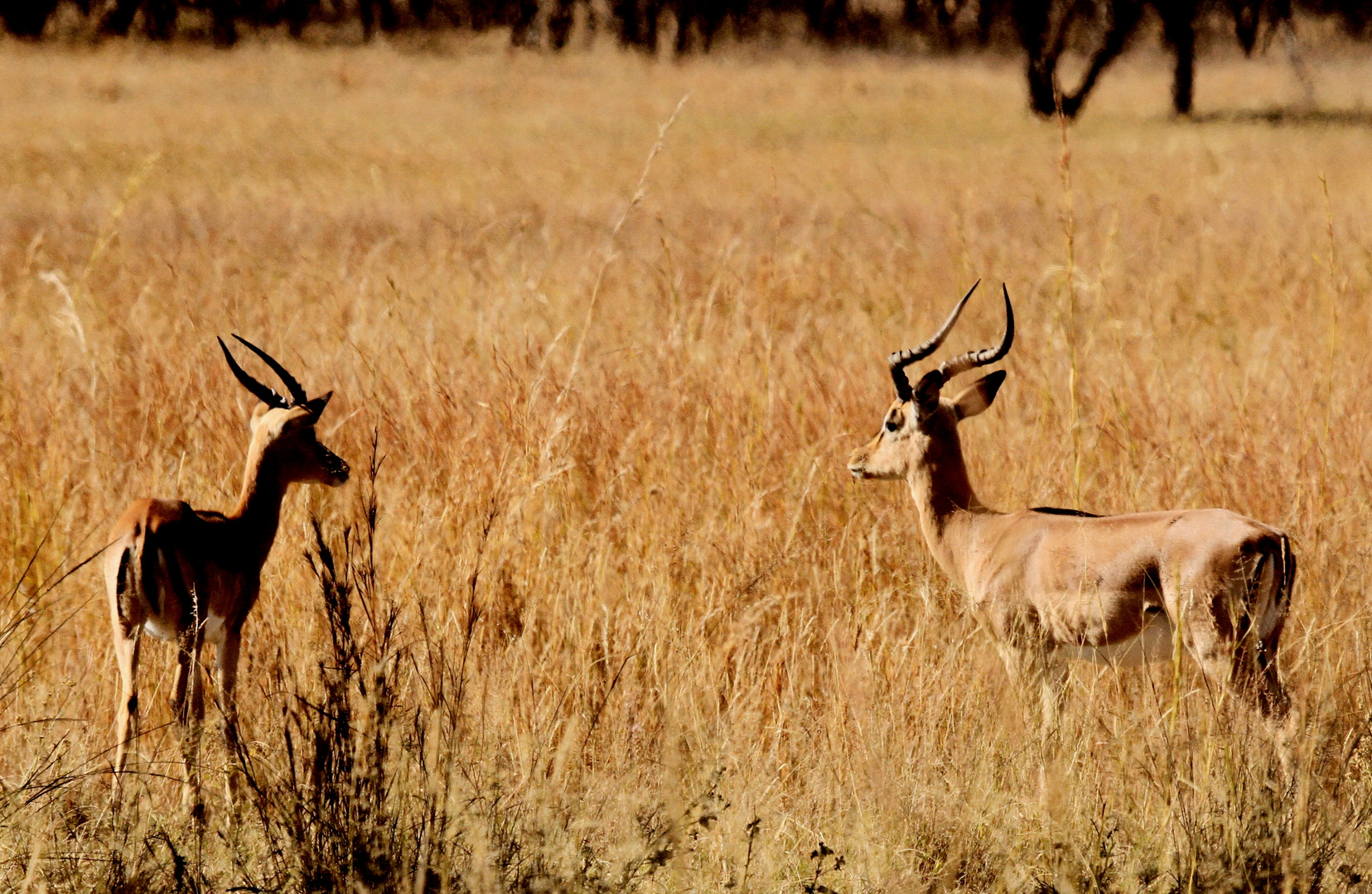 Impalas B