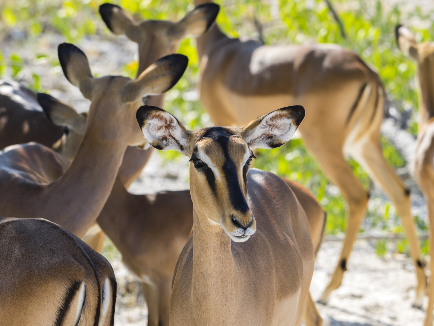 Impalas