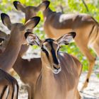 Impalas