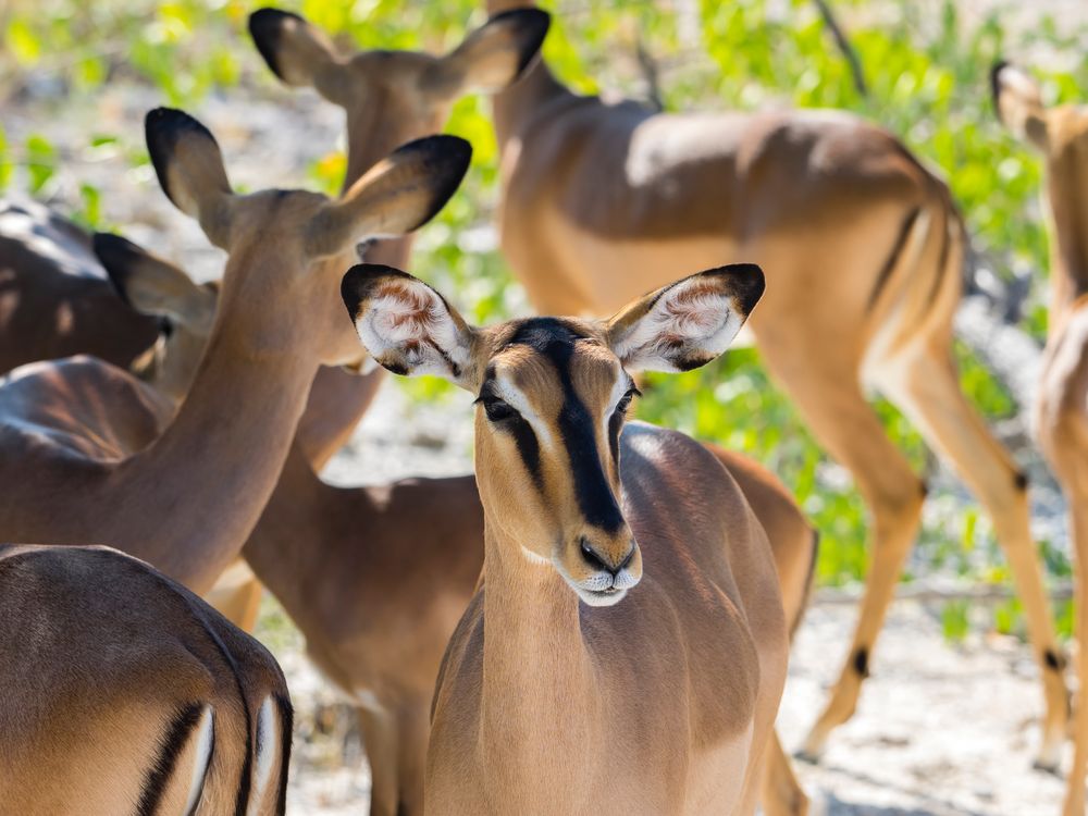 Impalas