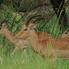 Impalas