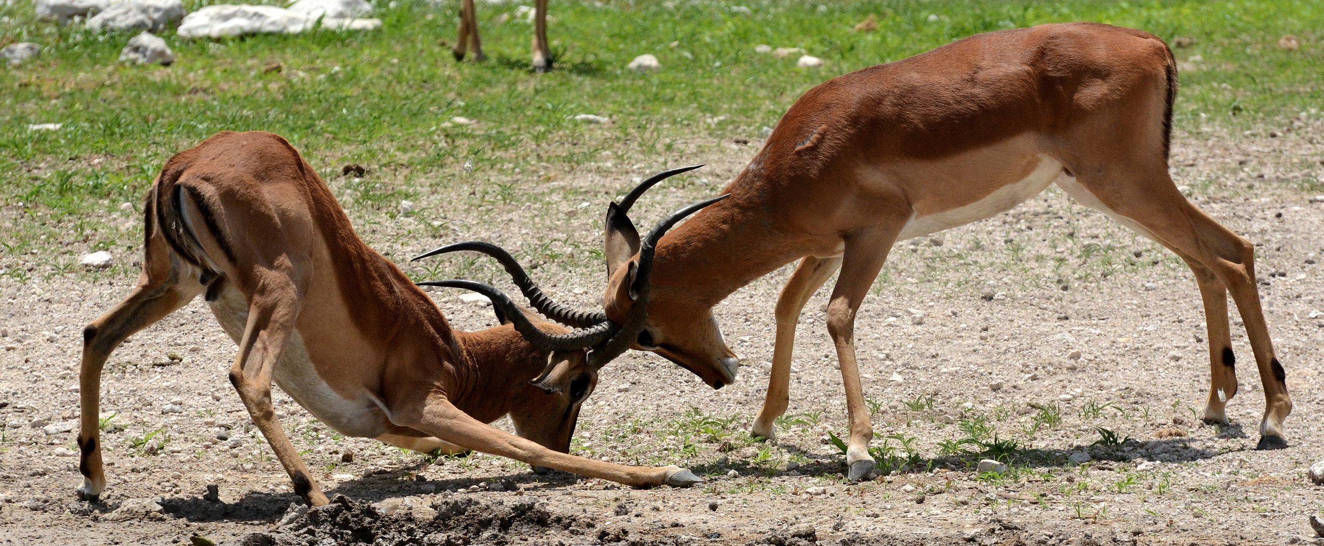 Impalas