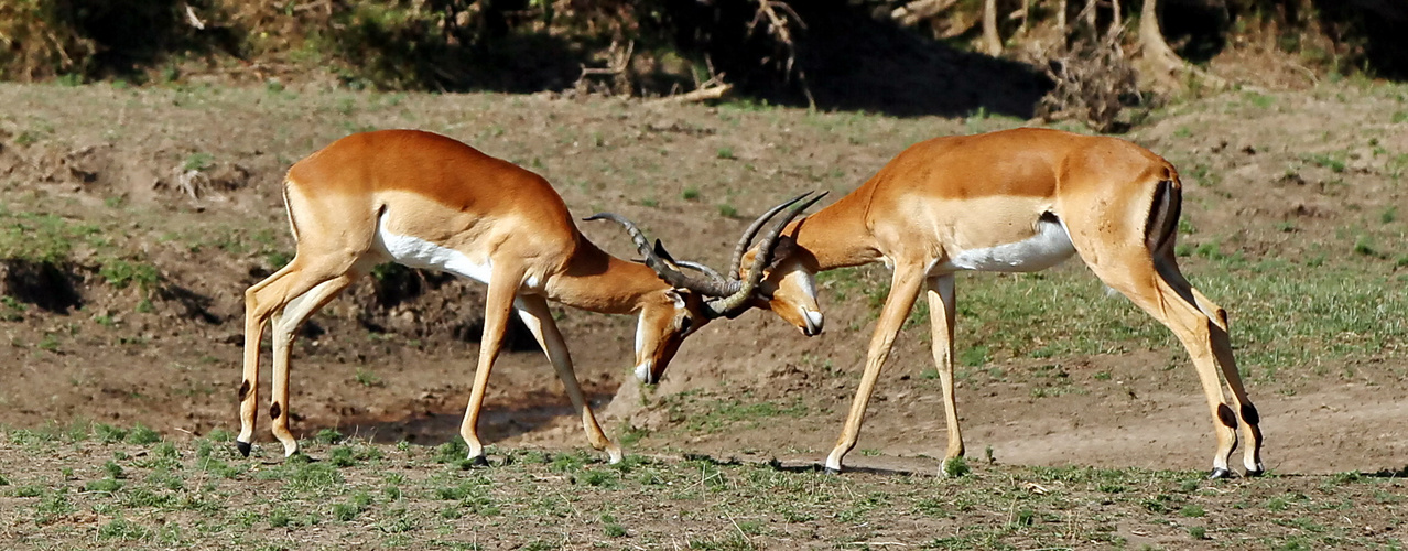 ......Impalas bei kleiner Kraftprobe....