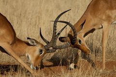 Impalas beim Kampf