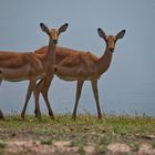 Impalas