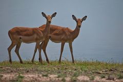 Impalas