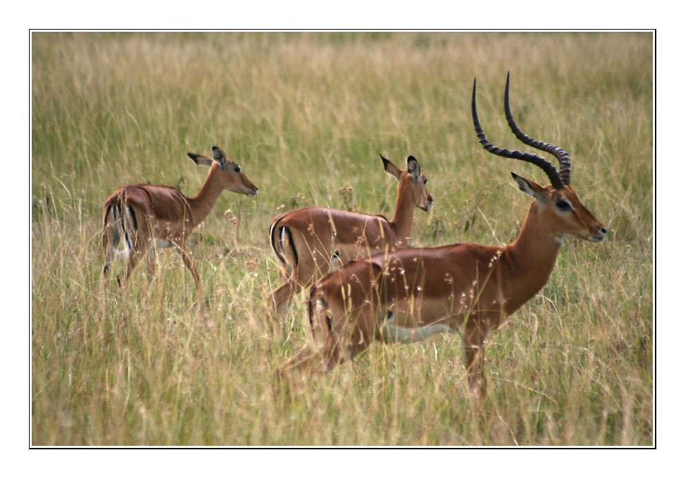 Impalas