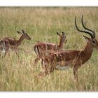 Impalas