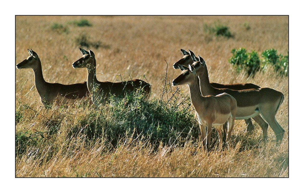 Impalas