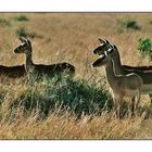 Impalas