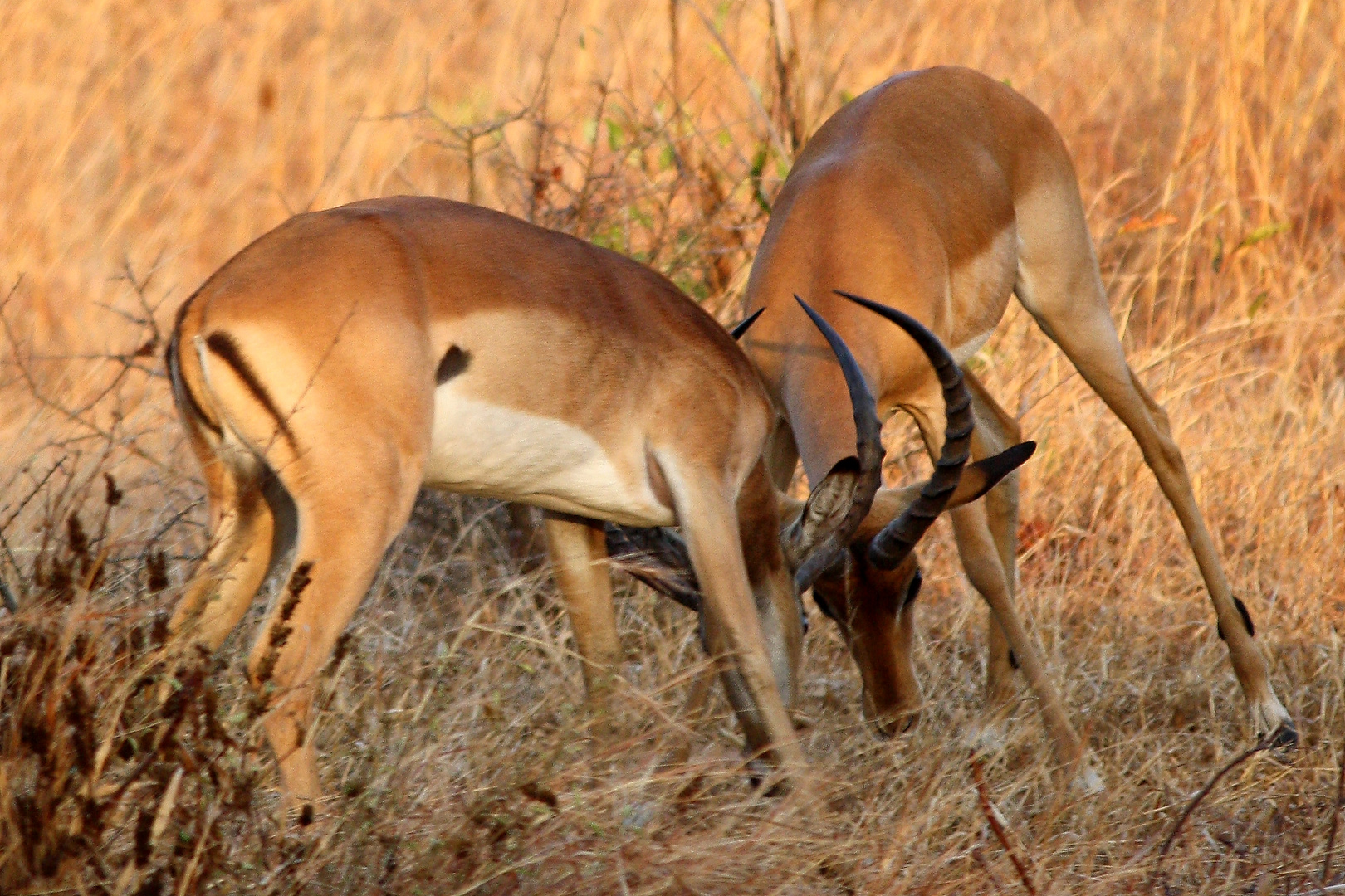 Impalas