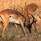 Impalas