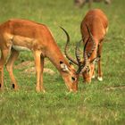 IMPALAS