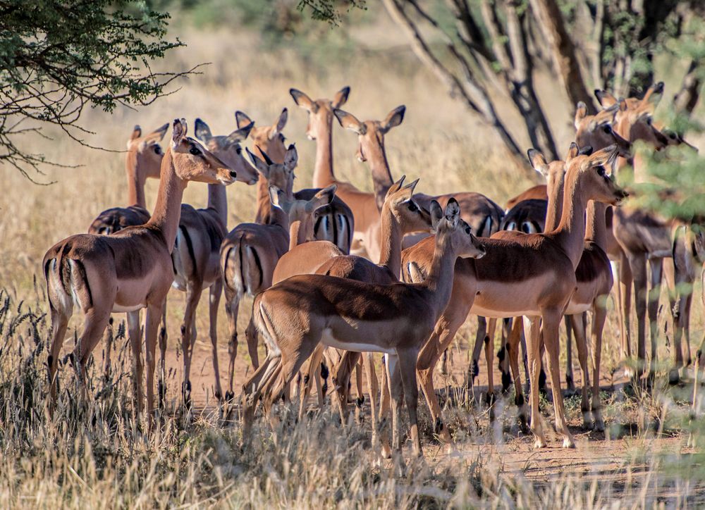 Impalas