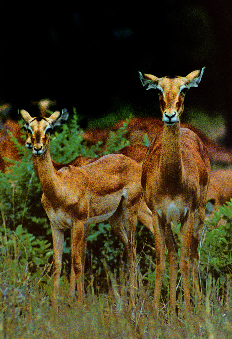 Impalas