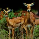 Impalas