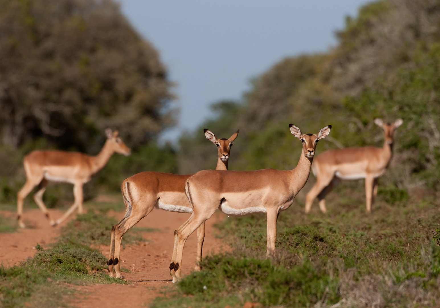 Impalas