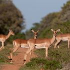 Impalas