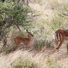 Impalas