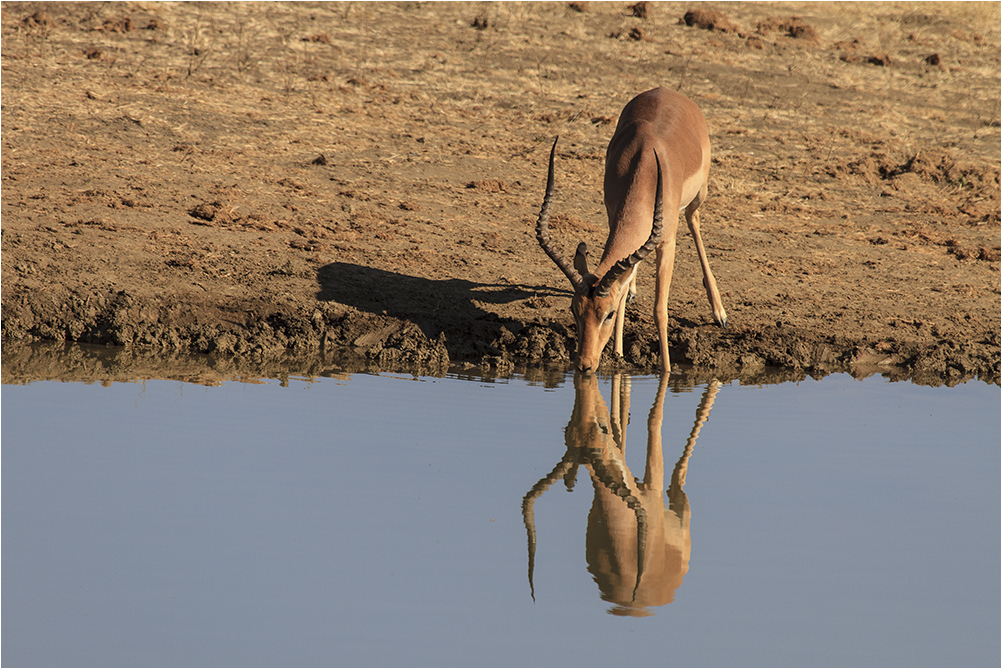 Impalas erreichen eine Schulterhöhe von 90 cm und ein Gewicht von 40 kg (Weibchen