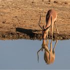 Impalas erreichen eine Schulterhöhe von 90 cm und ein Gewicht von 40 kg (Weibchen