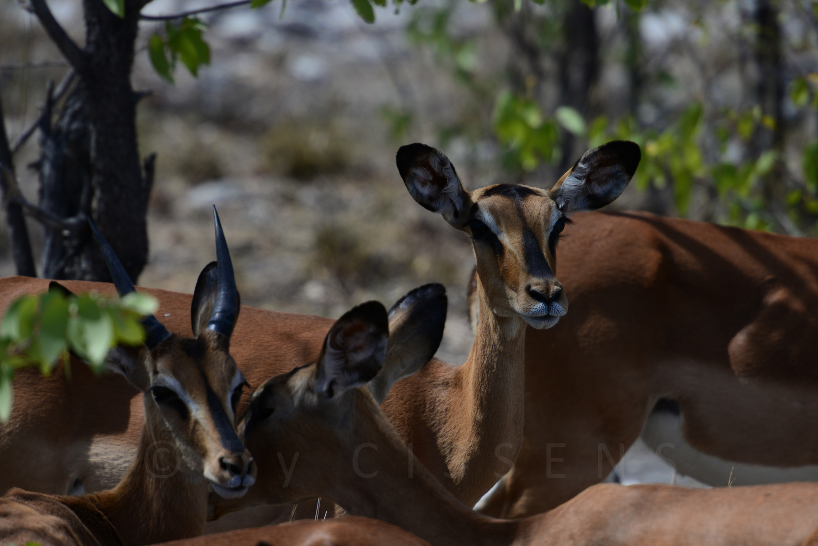 Impalas