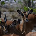 Impalas