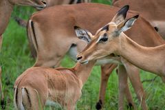 Impalas