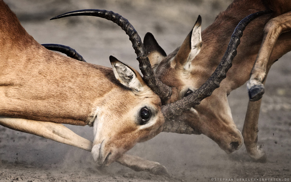 Impalas -