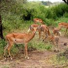 IMPALAS ( femelles)