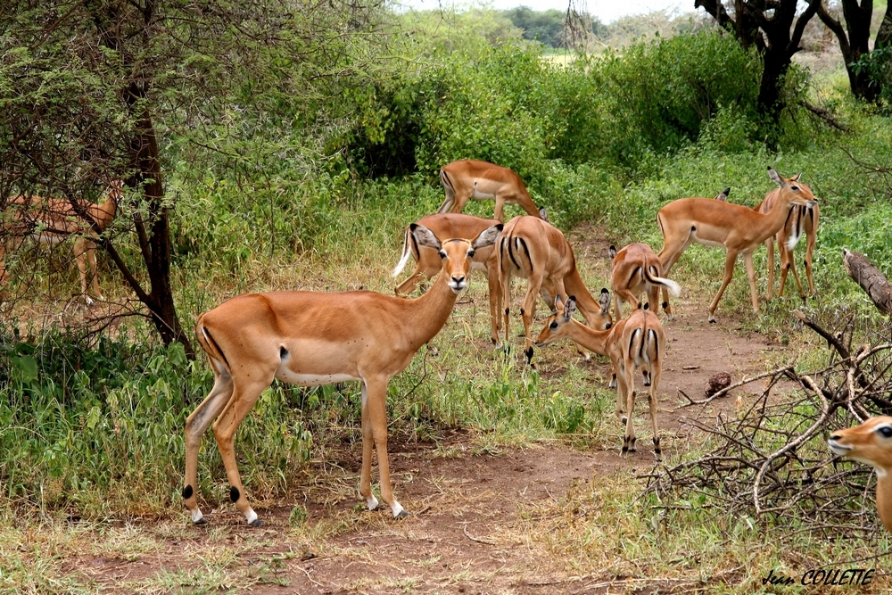 IMPALAS ( femelles)