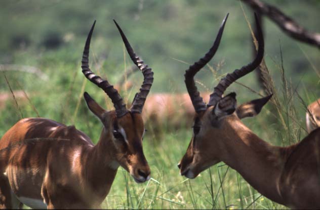 Impalas im Hluluwe Nationalpark