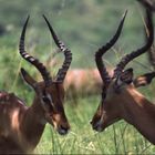 Impalas im Hluluwe Nationalpark