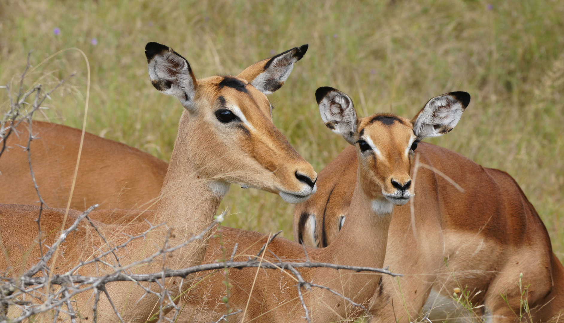 Impalas im Krüger Nationalpark