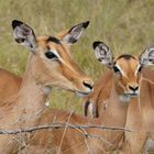 Impalas im Krüger Nationalpark