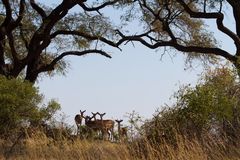 Impalas im Mamili Nationalpark