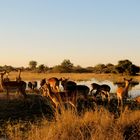 Impalas im Moremi Nationalpark