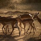 Impalas im Morgenlicht