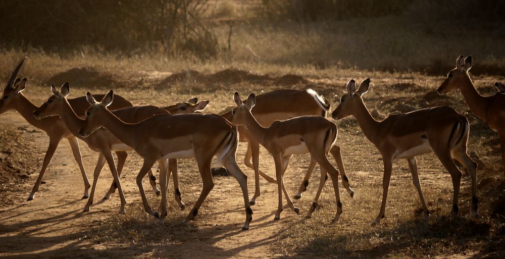 Impalas im Morgenlicht