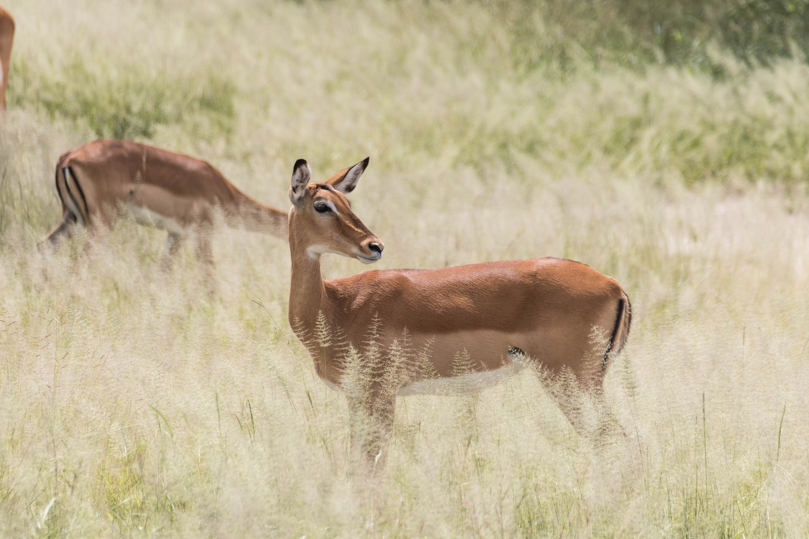 Impalas im Tarangire NP Tansania