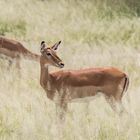 Impalas im Tarangire NP Tansania