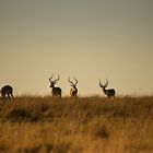 Impalas in der Abenddämmerung