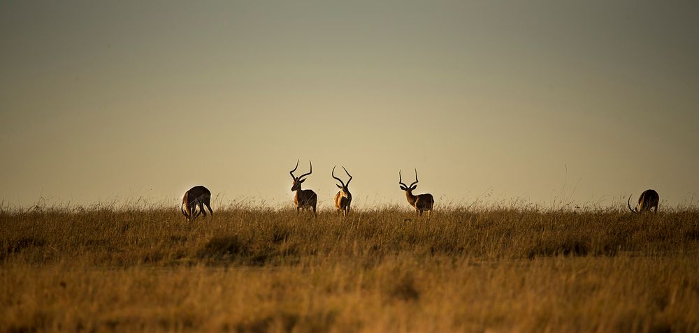 Impalas in der Abenddämmerung