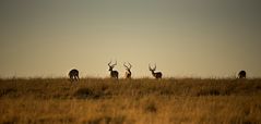 Impalas in der Abenddämmerung