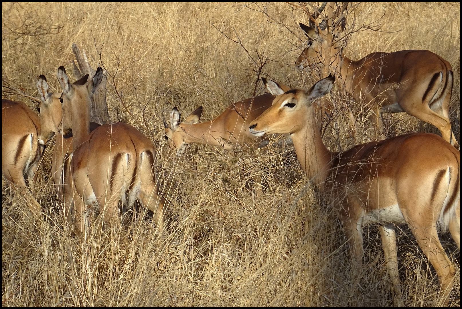 Impalas in der Buschsavanne