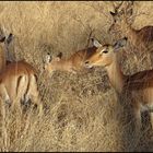 Impalas in der Buschsavanne